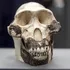ADN-ul homininilor dispăruți ar fi putut ajuta primii oameni să supraviețuiască