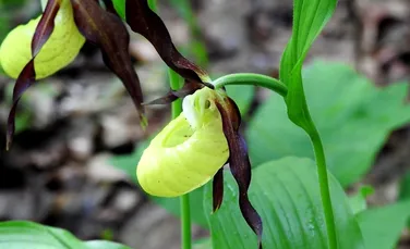 O orhidee sălbatică a înflorit în Parcul Natural Putna Vrancea