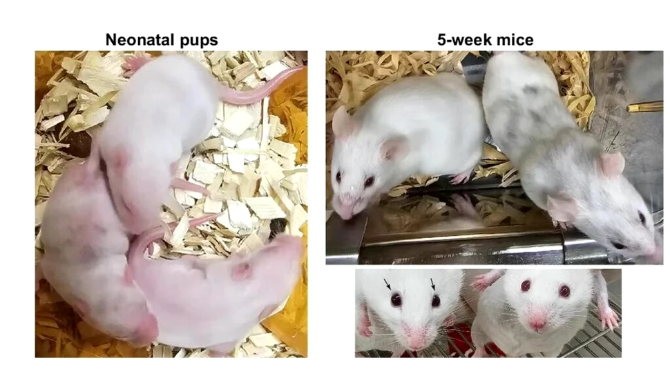 Ce s-a întâmplat după ce gene mai vechi decât însăși viața au fost introduse în șoareci