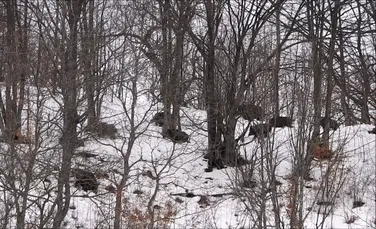 O turmă de mistreţi a fost văzută în timp ce căuta hrană sub stratul gros de zăpadă, într-o pădure din Caraş-Severin – VIDEO