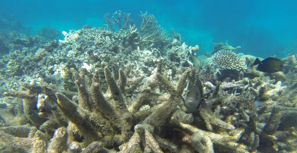 Filipine acuză China de distrugerea coralilor din Marea Chinei de Sud