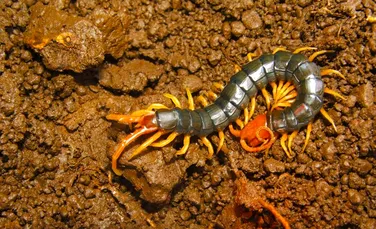 Centipedele şi milipedele: multe picioare, dar care sunt diferenţele dintre ele? – FOTO
