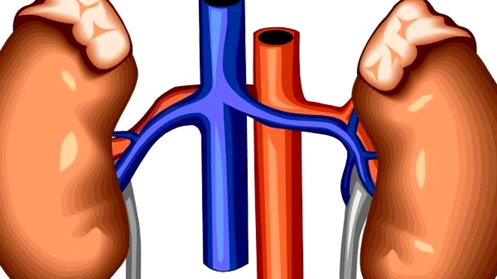 Rinichii obţinuţi în laborator au generat rezultate URIAŞE