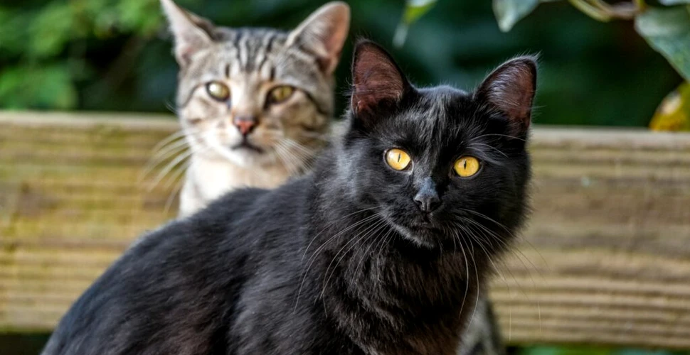 Pisicile au prieteni? Experții dezvăluie adevărul despre relația dintre feline