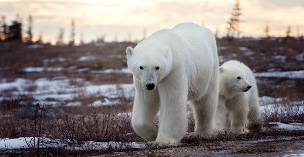 Urșii din „capitala mondială a urșilor polari” riscă să moară de foame