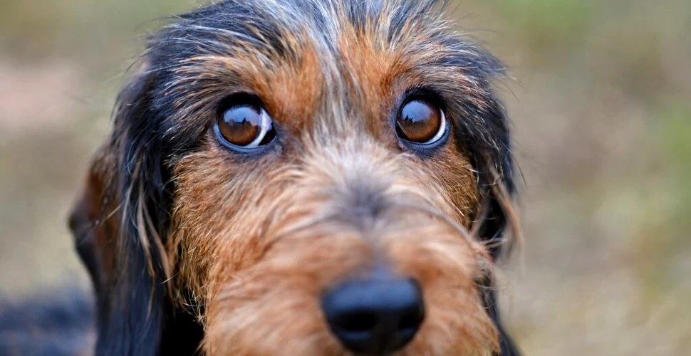 Oamenii ar putea influența culoarea ochilor la câini