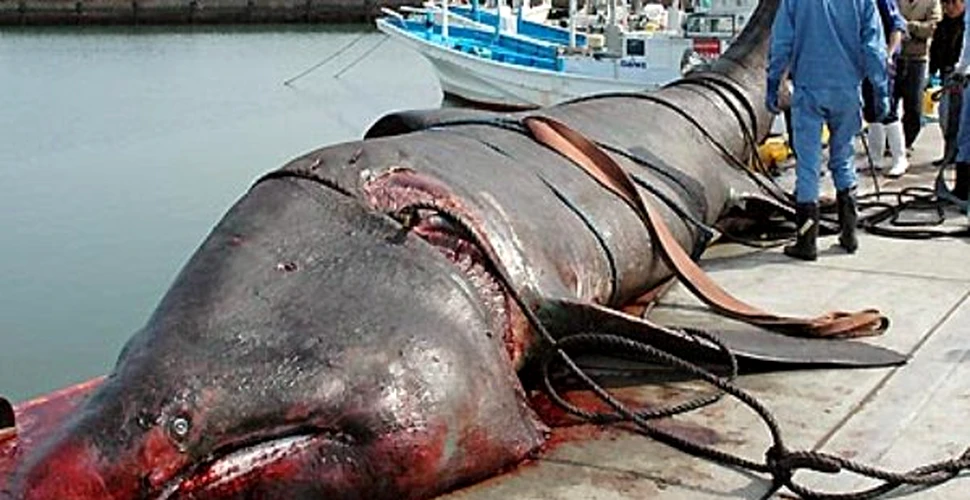 Statele Unite interzic pescuitul de rechini