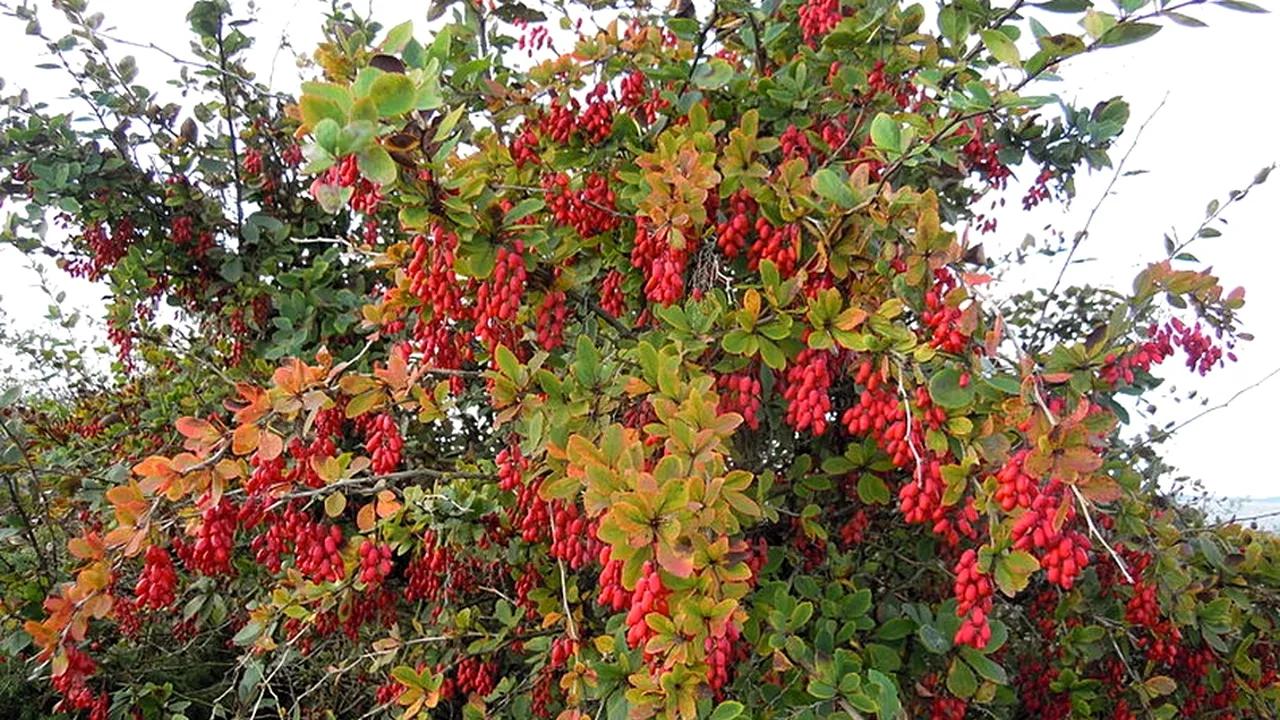 1-tufisdracila 