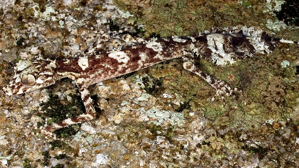 Descoperire uluitoare în Australia: cercetătorii au găsit o „lume pierdută” unde trăiesc animale bizare