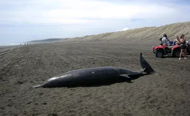 Unul dintre cele mai mari mistere ale naturii: milioane de balene şi delfini, perfect sănătoşi, eşuează pe plaje