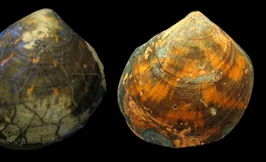 Fosilele strălucitoare dezvăluie culorile primelor scoici de pe Pământ
