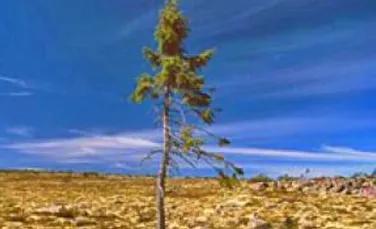 Cel mai vechi copac din lume, in varsta de 9550 de ani,  descoperit in Suedia