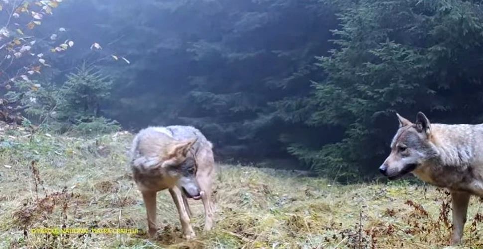 Imagini spectaculoase: O haită de lupi își marchează teritoriul într-o pădure din Munții Piatra Craiului