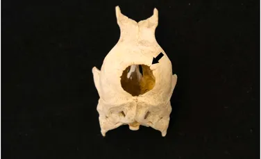 Ce au descoperit arheologii într-o toaletă din secolul al XVII-lea din Germania?