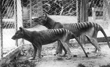 Celebrul tigru tasmanian, considerat dispărut acum 81 de ani, a fost observat din nou. ”Am verificat de două ori ”