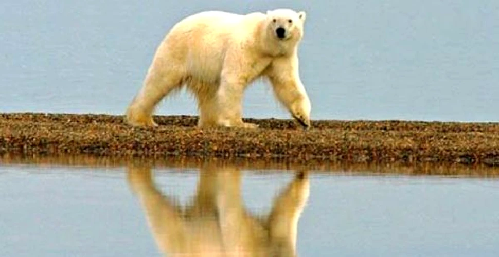 Ursii polari au supravietuit ultimei incalziri globale