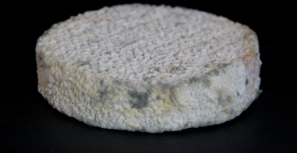 Aţi mânca brânză făcută cu microbi din propriul corp? Cercetătorii au conceput 11 brânzeturi inedite cu ajutorul trupului uman (FOTO)