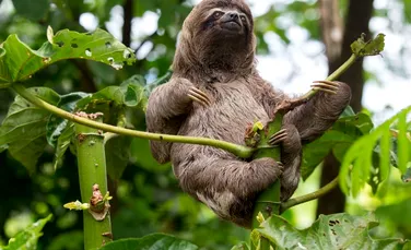 De ce mamiferele nu sunt la fel de colorate ca reptilele, păsările sau peștii?