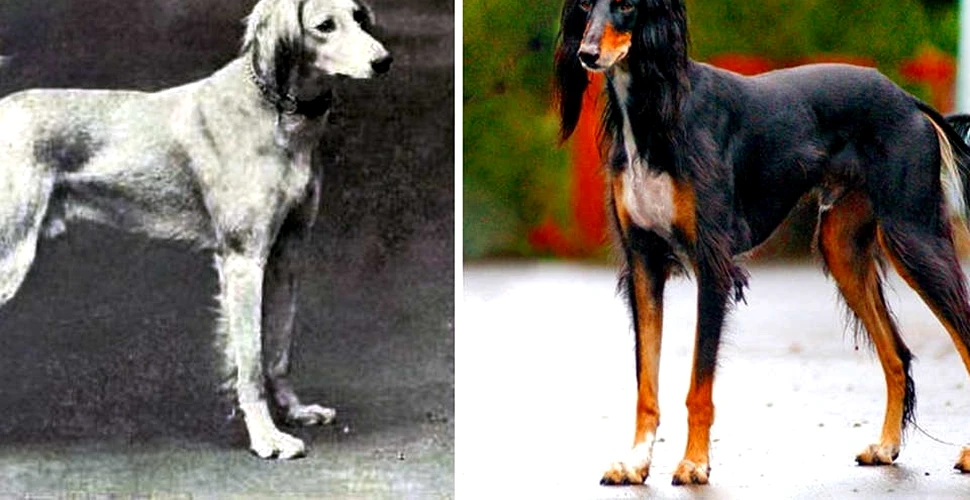 Cum au evoluat rasele de câini de-a lungul ultimilor 100 de ani – GALERIE FOTO