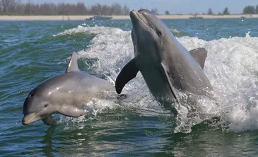 Mai mulți înotători ar fi hărțuit delfini în largul unei insule din Hawaii