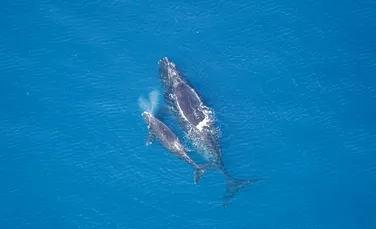 Balenele nordice au ajuns „la un pas de dispariție”. Doar 250 de specimene adulte au mai rămas în libertate