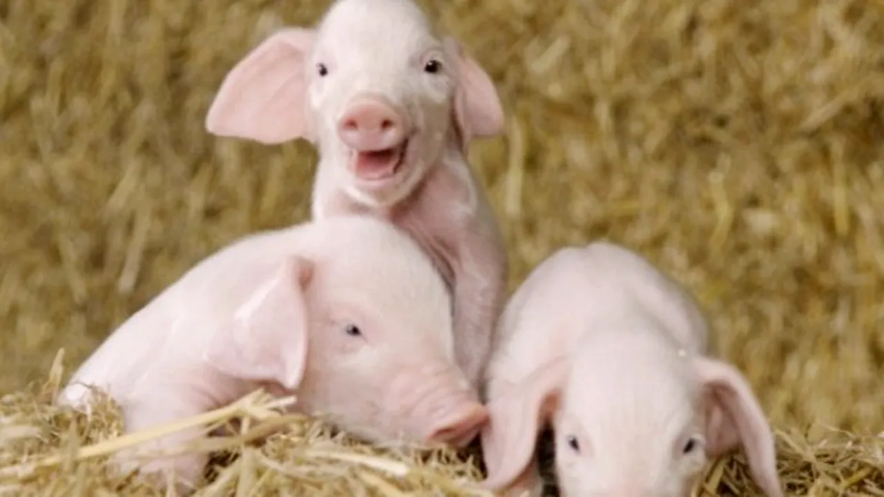 1-porci-lop 