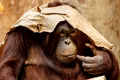 Primatele care au creierul mai mare nu sunt automat mai inteligente
