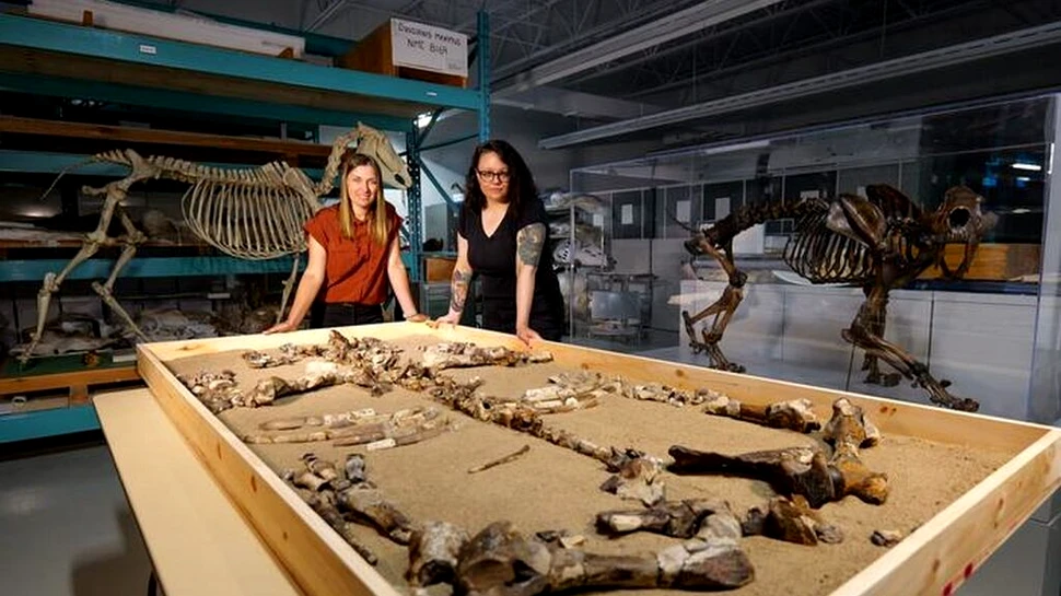 O specie care cutreiera Canada în urmă cu 23 de milioane de ani, identificată din fosile