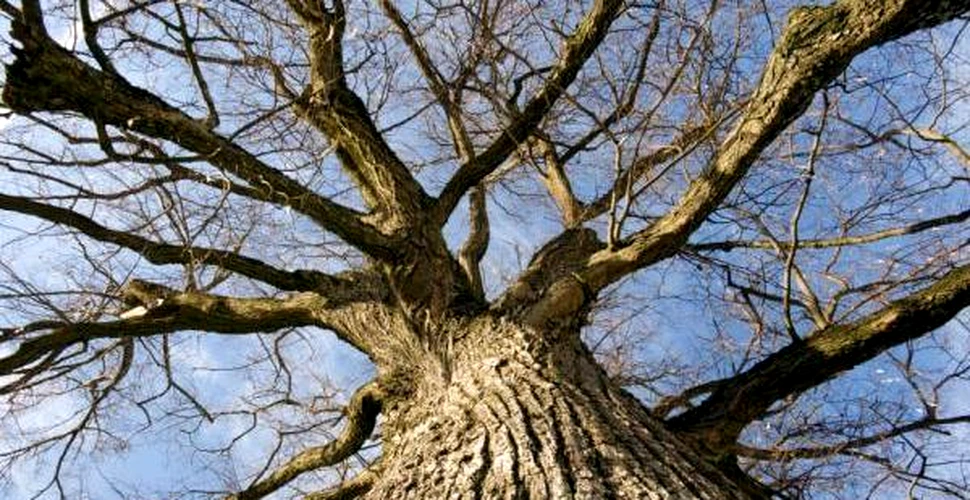 Carbonul poate fi depozitat in copaci