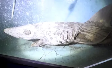 Imagini dintr-un acvariu abandonat din Spania, parcă desprinse din filmele de groază