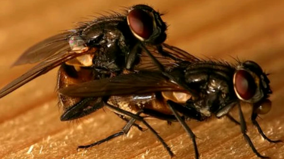 De ce si femelele se imperecheaza cu mai multi parteneri ?