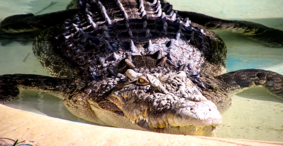 Paradoxul crocodilului: dilema irezolvabilă care datează de pe vremea grecilor antici