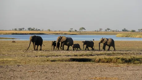 Ce rămâne după moartea unui elefant? Locul în care cade continuă să influențeze savana cel puțin opt ani