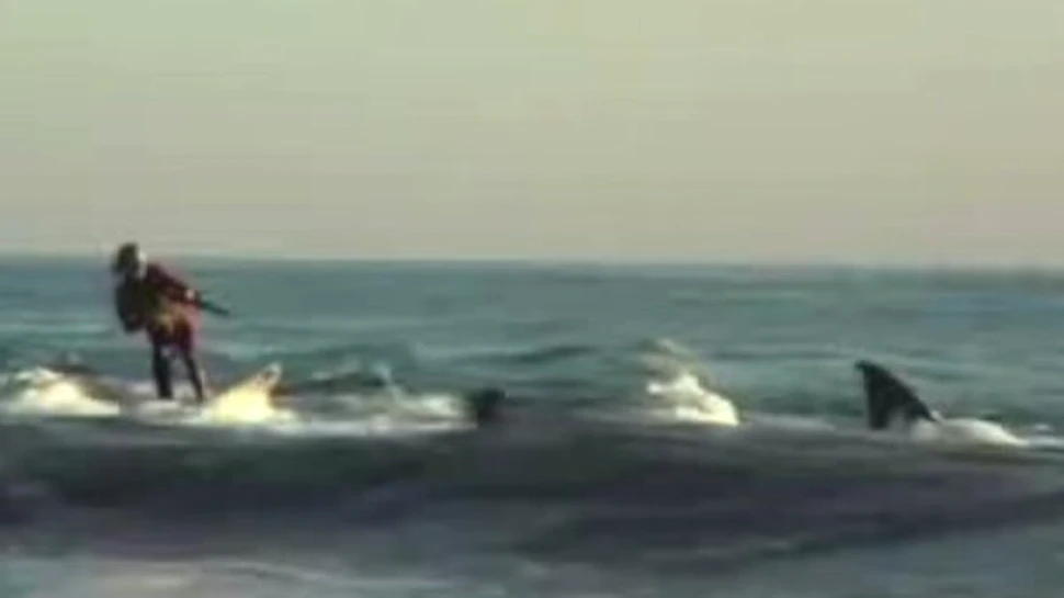 Un surfer excentric “calareste” rechinii printre valuri