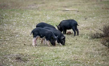 Oamenii de știință au repornit creierul unui porc la aproape o oră după ce acesta a murit