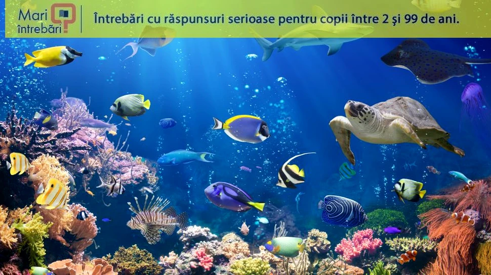 De ce există un număr mai mare de specii la Ecuator în comparaţie cu polii planetei?