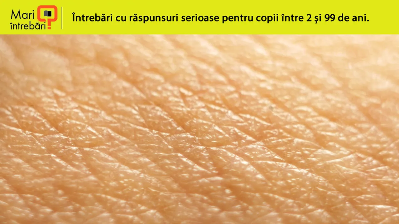1-piele-gainai 