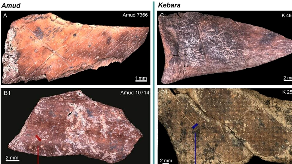 Chiar și neanderthalienii de acum 60.000 de ani aveau propriile tradiții culinare