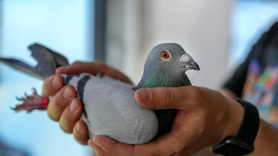 Un porumbel suspectat de spionaj a fost ținut 8 luni în captivitate în India