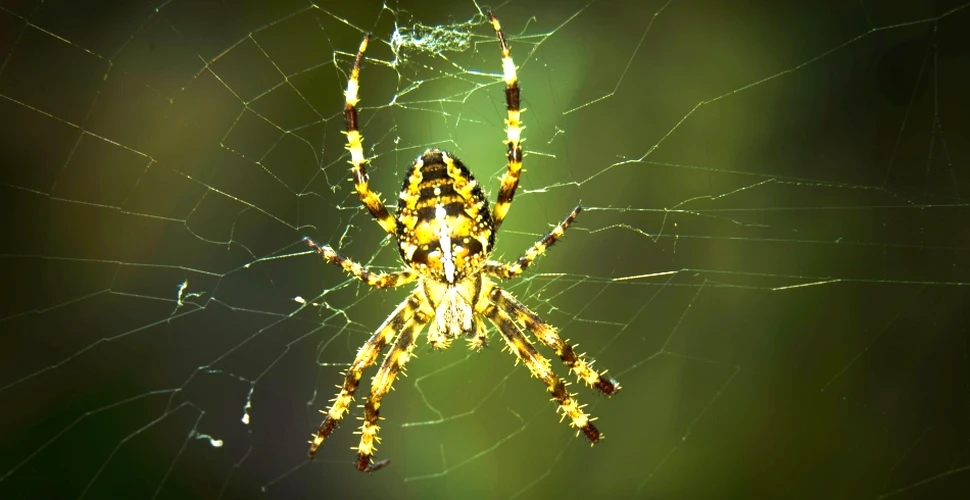 Descoperire extraordinară: păianjenii folosesc plase electrice pentru a-şi prinde prada!