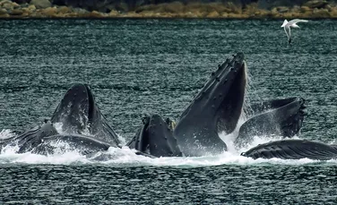 Vânătorii de balene din Japonia s-au întors din Antarctica după ce au ucis 333 de balene