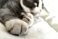 O pisică cu 28 de degete a intrat în Cartea Recordurilor Guinness
