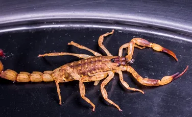 Un copil înțepat de scorpion a murit după șapte atacuri de cord