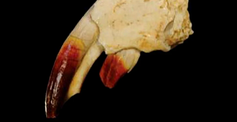 Secretul mamiferului cu dinţii roşii, care a trăit în Transilvania acum 70 de milioane de ani, ELUCIDAT acum