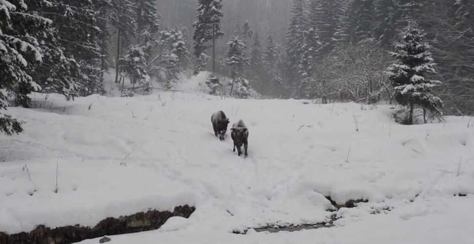 Zimbrii din Neamţ care înfruntă stratul gros de zăpadă – VIDEO