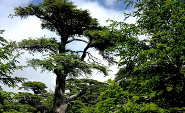 ”Cedrii lui Dumnezeu”, copacii care ar fi fost plantaţi încă de la începutul lumii – FOTO