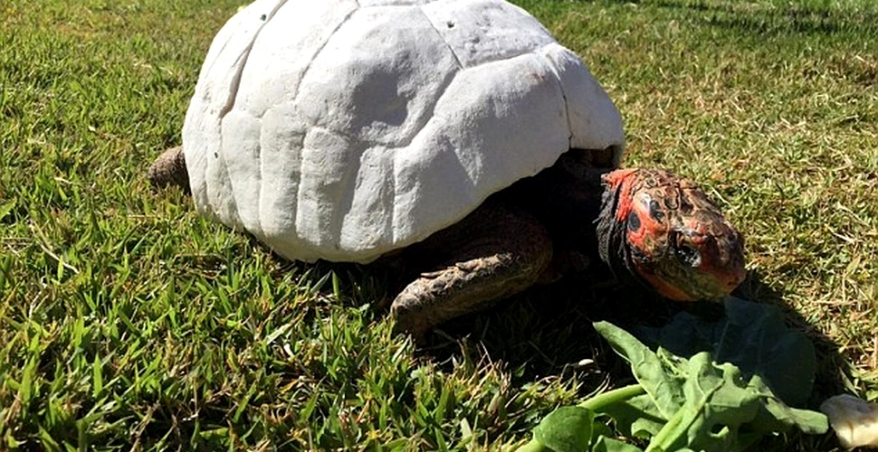 După un accident urât, Freddy a devenit prima ţestoasă cu o carapace 3D – FOTO+VIDEO
