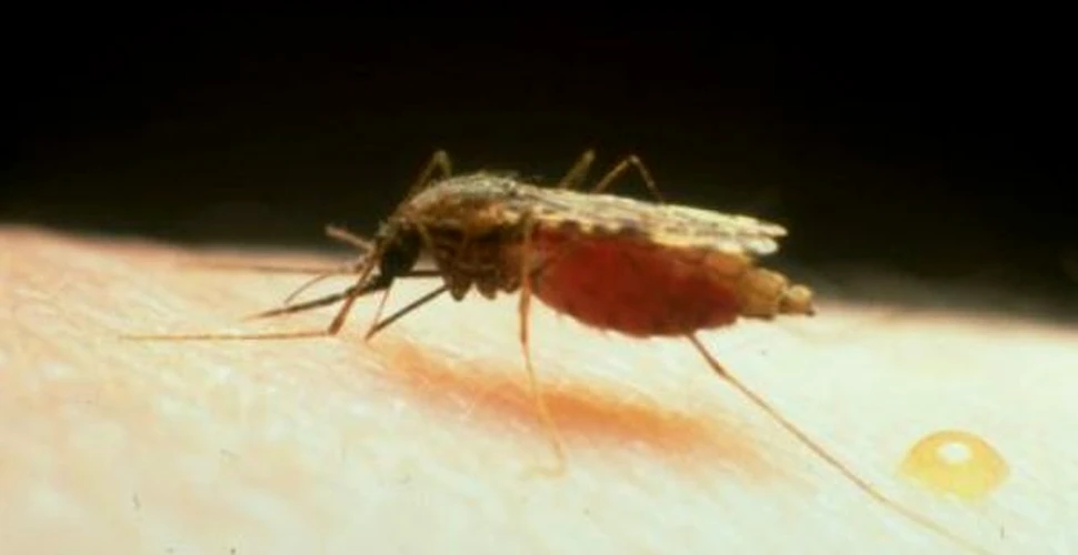 Tantarii purtatori de malarie au evoluat in alte specii