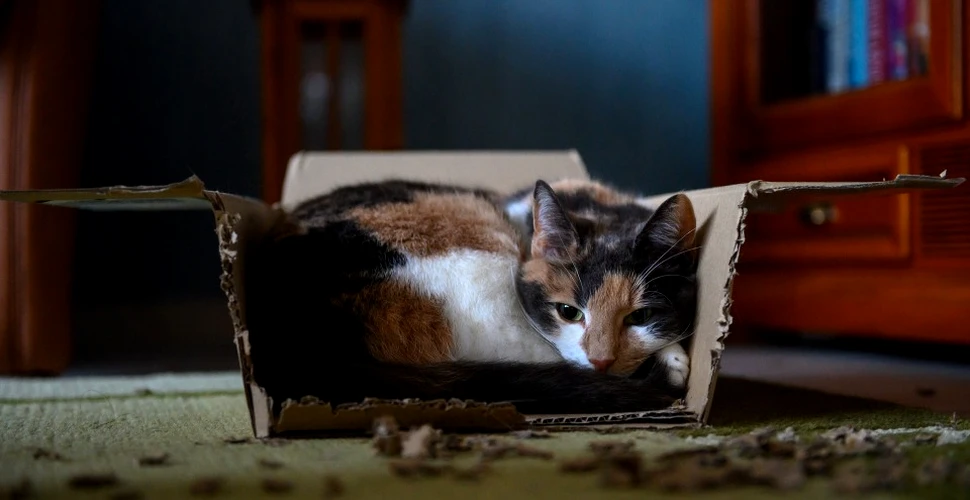 Pisica lui  Schrödinger e atât vie, cât şi moartă, iar fizicienii au imagini ale acestei superpoziţii