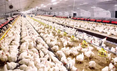 Virusul gripei aviare de la vaci a suferit mutații. Care este pericolul pentru oameni?